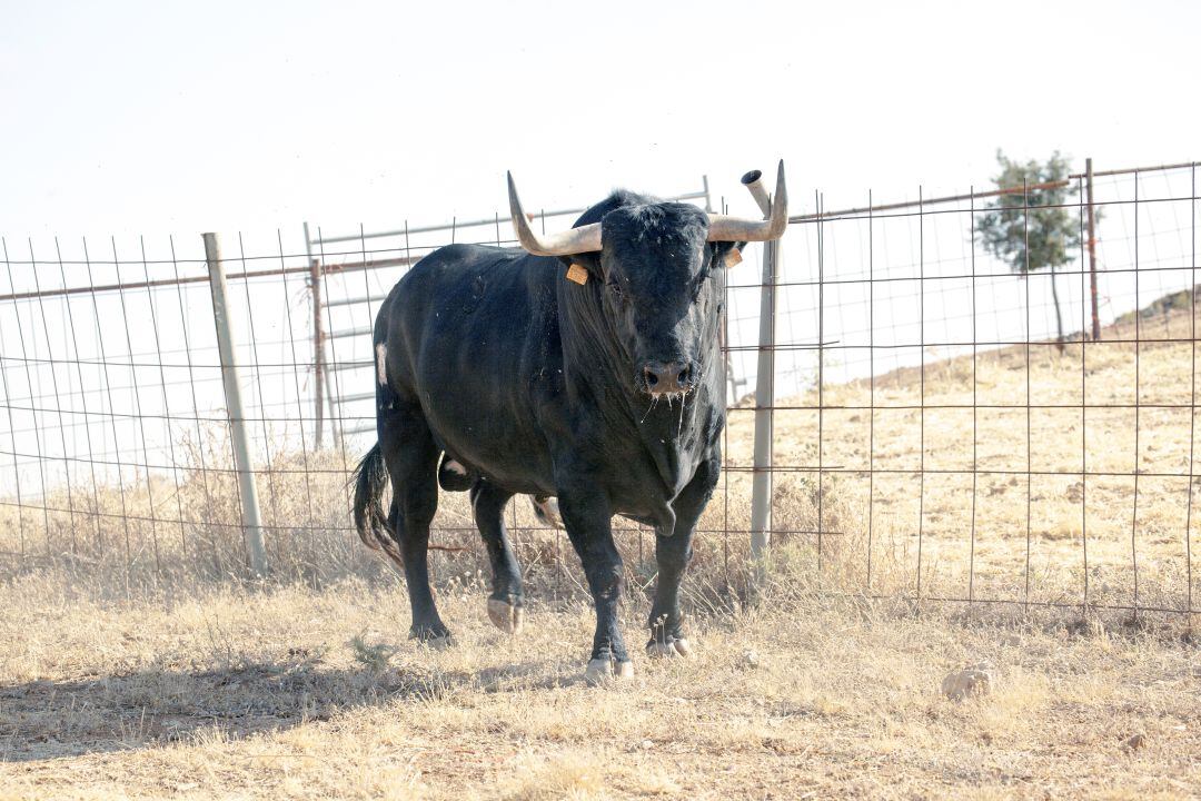 Barco será el Toro de la Vega de Tordesillas en las fiestas de 2019