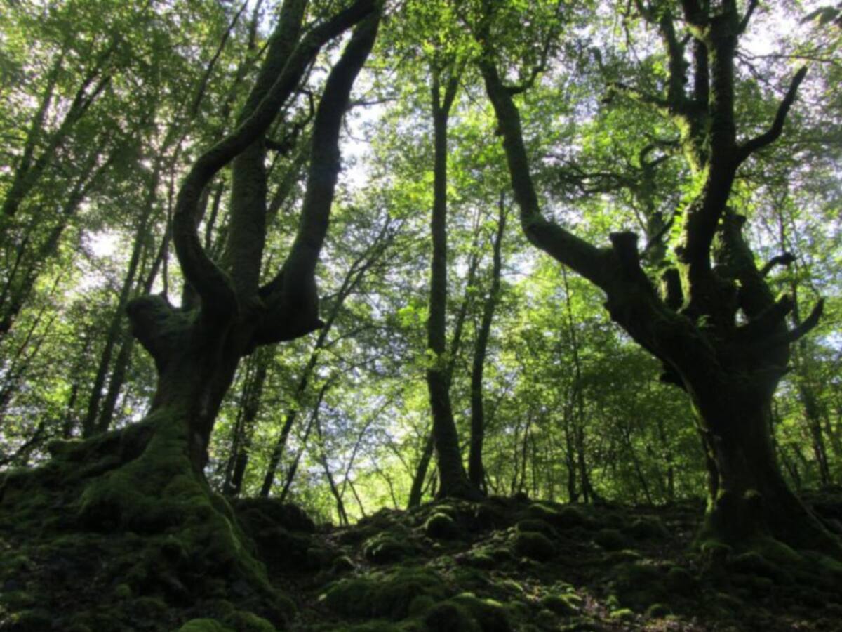 Sorprenden a un furtivo nocturno tras abatir un corzo en Artikutza
