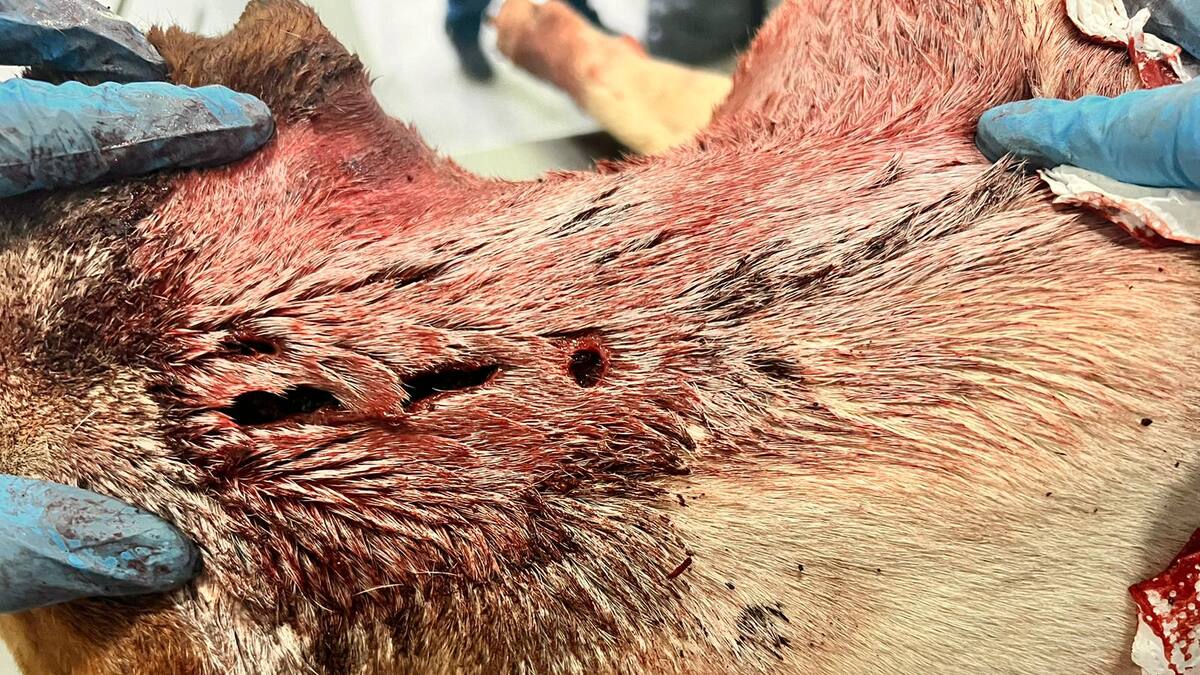 Lara Martínez, The Animal´s Home denuncia "caso grave de maltrato animal"