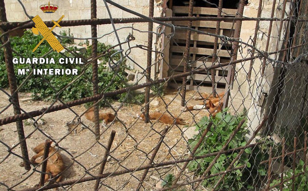 Tres de los cachorros hallados muertos en una explotación ganadera de Cazorla.