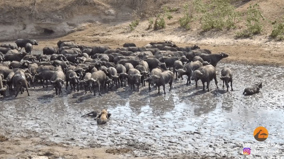 Momento en el que un león es rodeado por la manada de búfalos