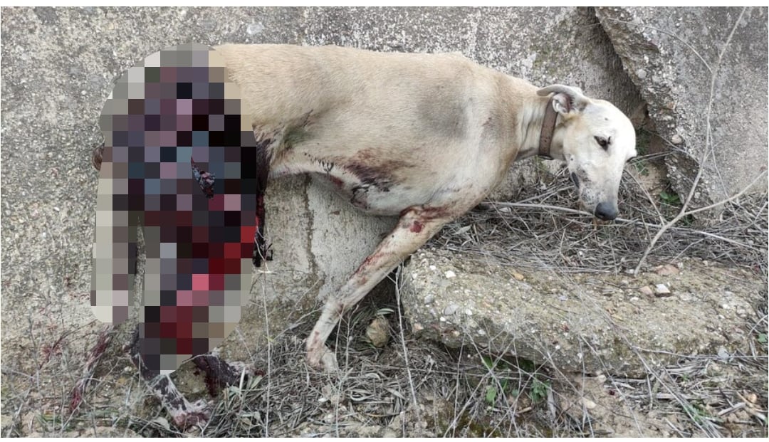 Galga con graves heridas encontrada en Linares-Baeza.