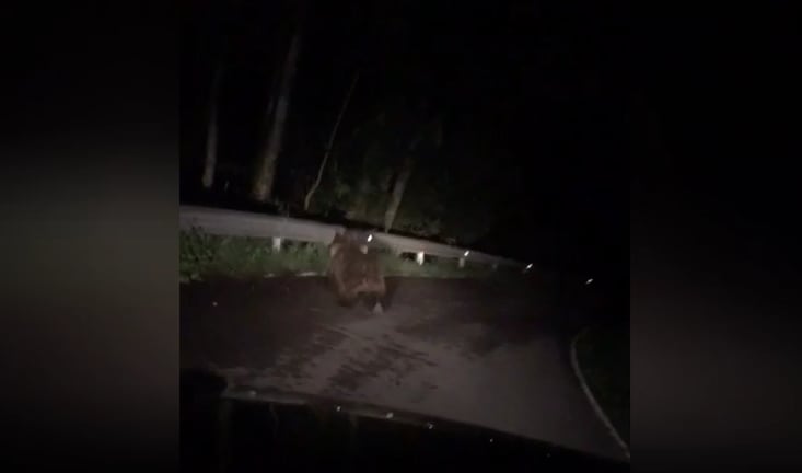 El oso sale corriendo hasta saltar la valla