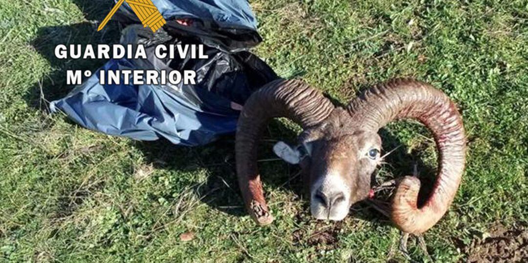 Cabeza del muflón intervenida por la Guardia Civil de Jaén.