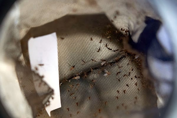 Detectado el primer caso de fiebre del Nilo en humanos en Mojácar.