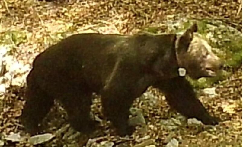 Oso radiomarcado en Palencia, en buen estado de salud, para la disponibilidad de alimento en esas fechas, semanas antes del hallazgo