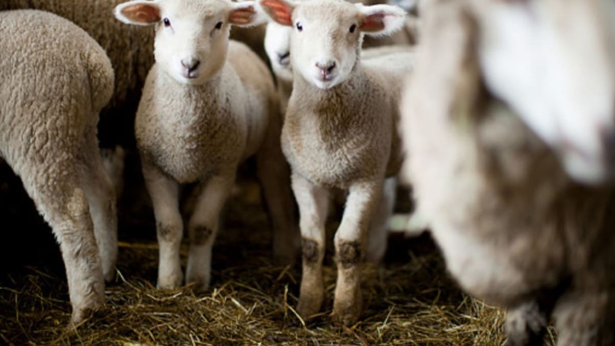 Cordero pascual en crisis