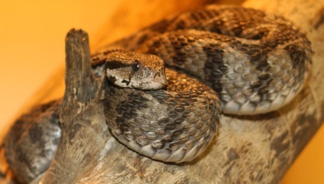 Una imatge d'escurçó <i>Vipera xanthina</i>