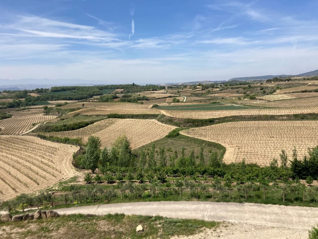 Viñas en Laguardia a 8 de mayo de 2021