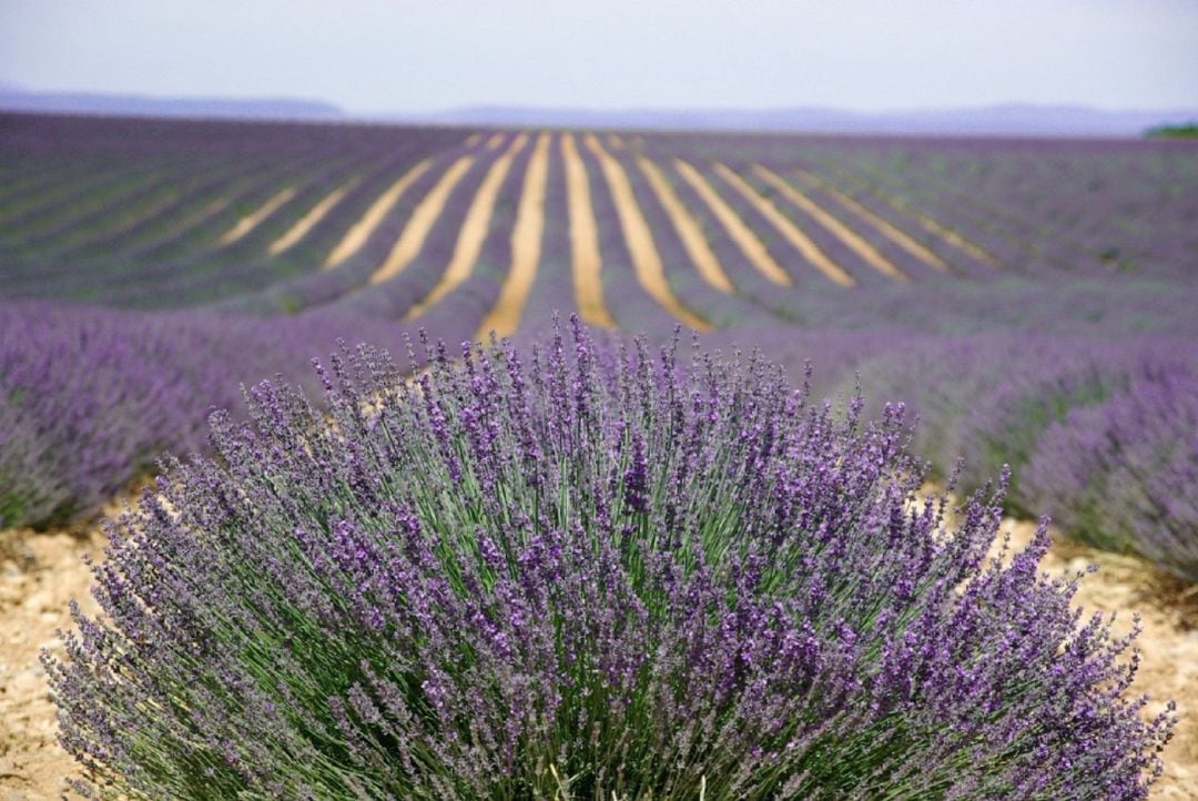 Lavanda