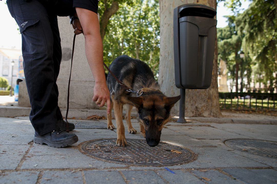 Un perro rastrea las alcantarillas de una calle de Madrid