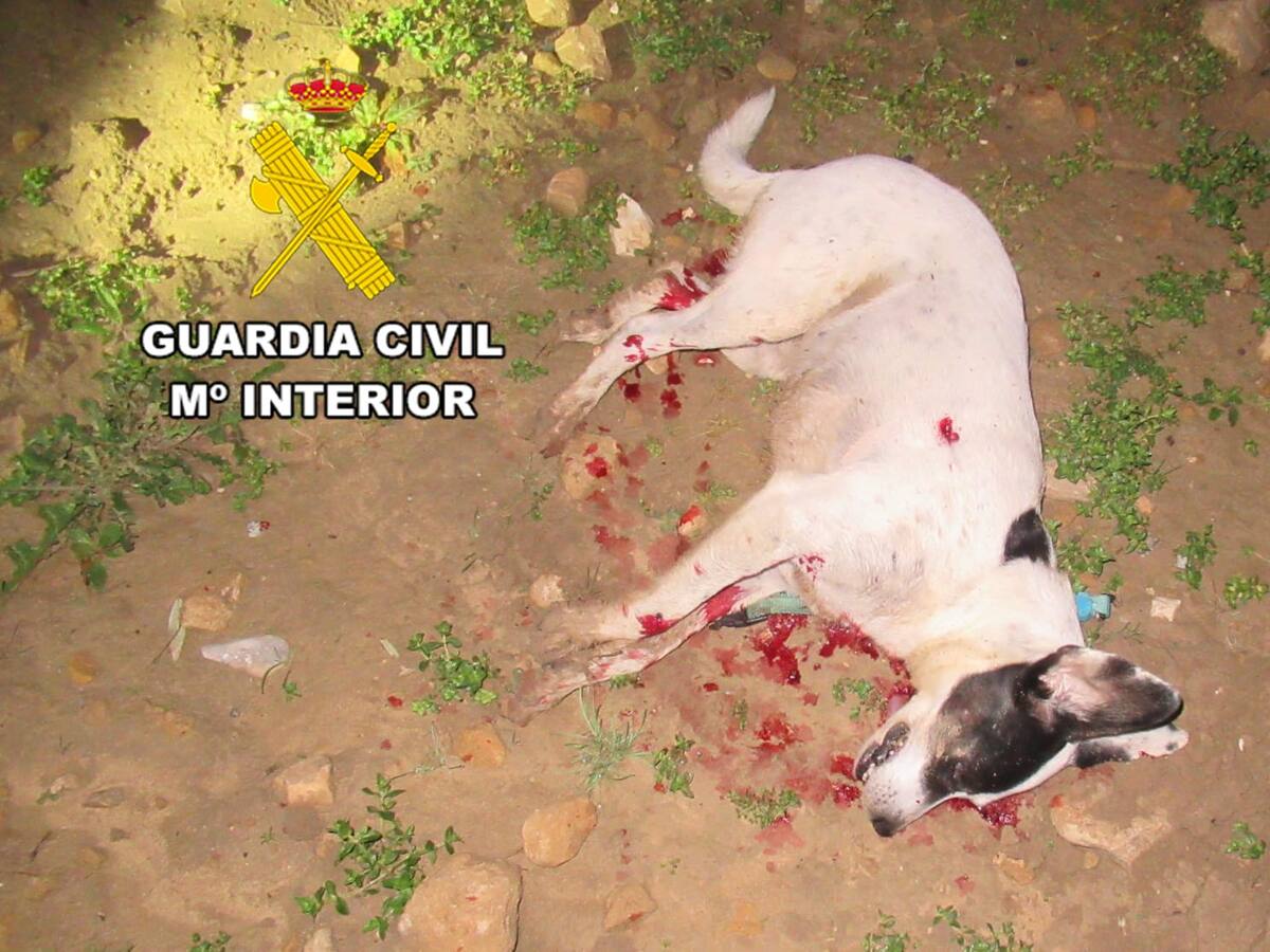 Investigan a un jiennense por matar a tiros a un perro