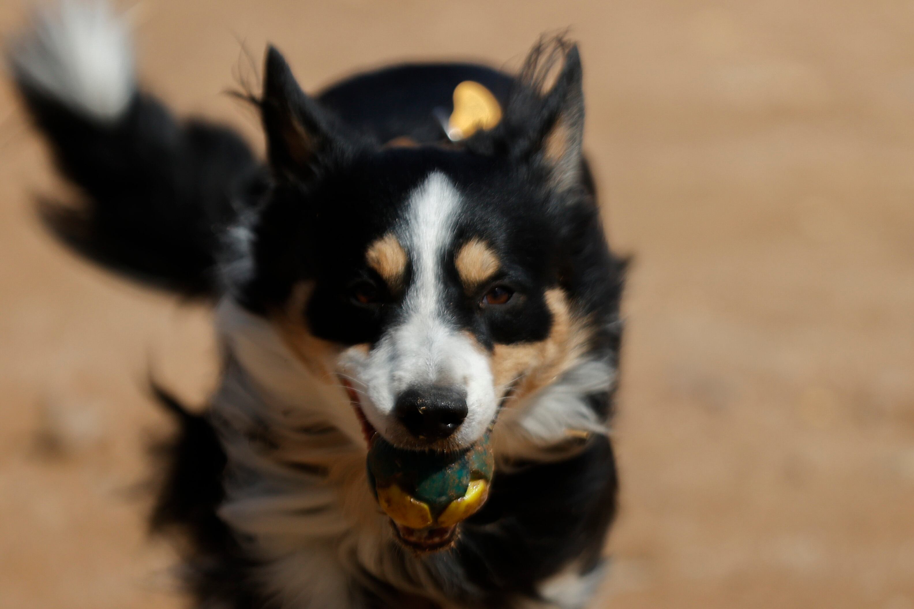 El perro, que en los últimos años ha ganado una importante presencia en los hogares españoles, celebra hoy su Día Mundial, motivo por el cual conviene recordar por qué ha sido y es considerado "el mejor amigo del ser humano". En la imagen, un perro juega con su pelota este jueves en Madrid. EFE/ Juanjo Martin