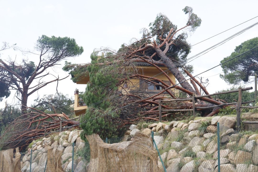 Arbre sobre d'una casa en el municipi de Riells i Viabrea 