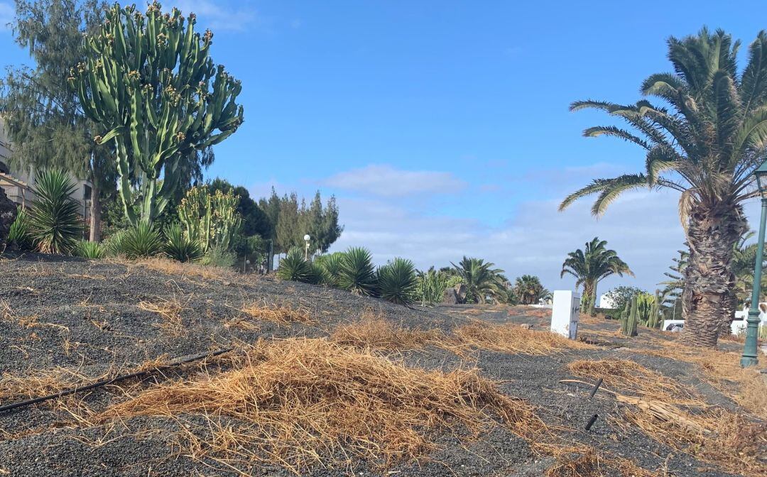 Uno de los jardines de Costa Teguise.