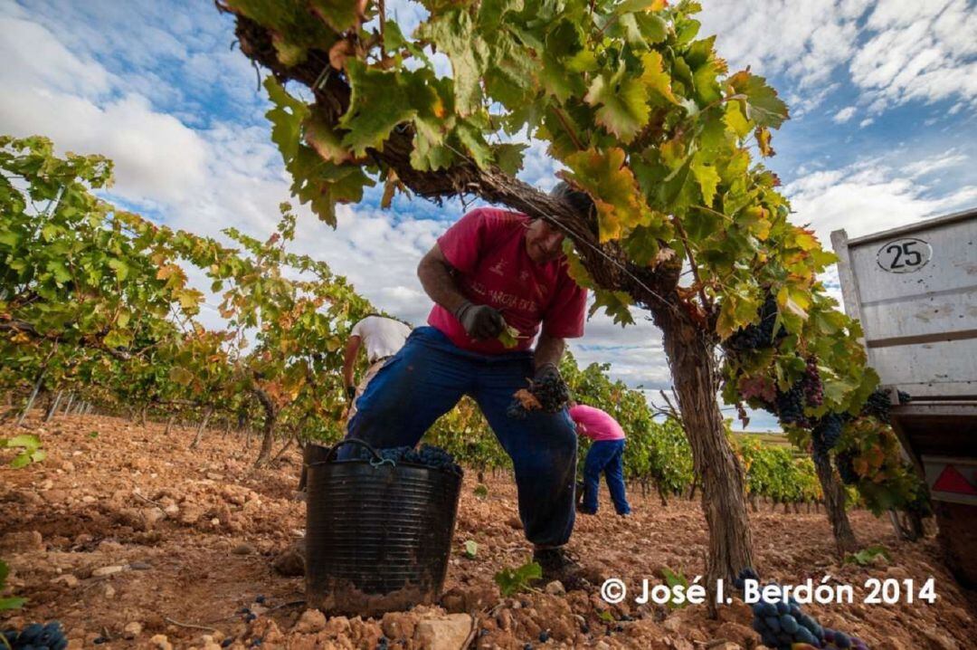 Vendimia en la RIbera del Duero