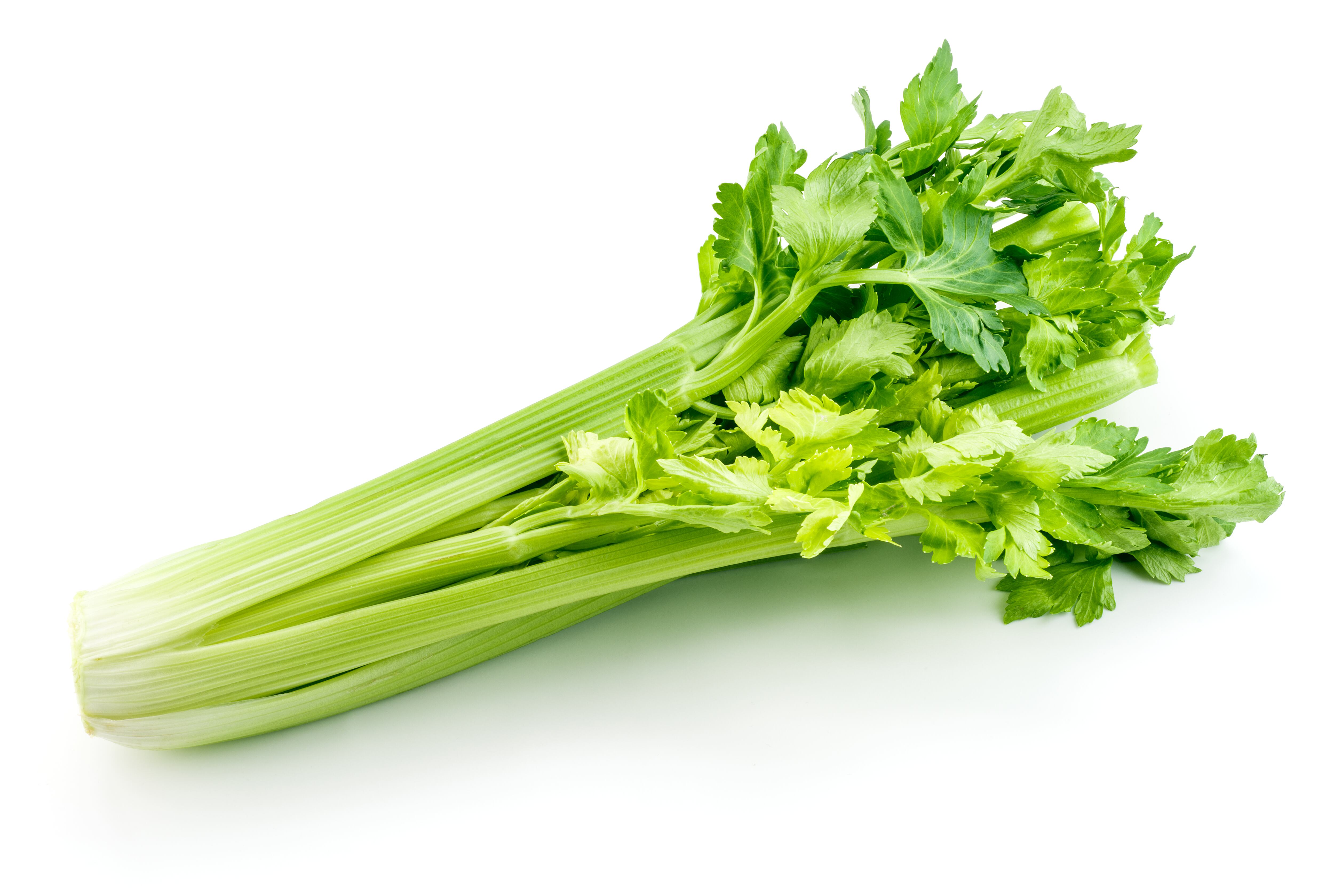 Fresh celery isolated on white background