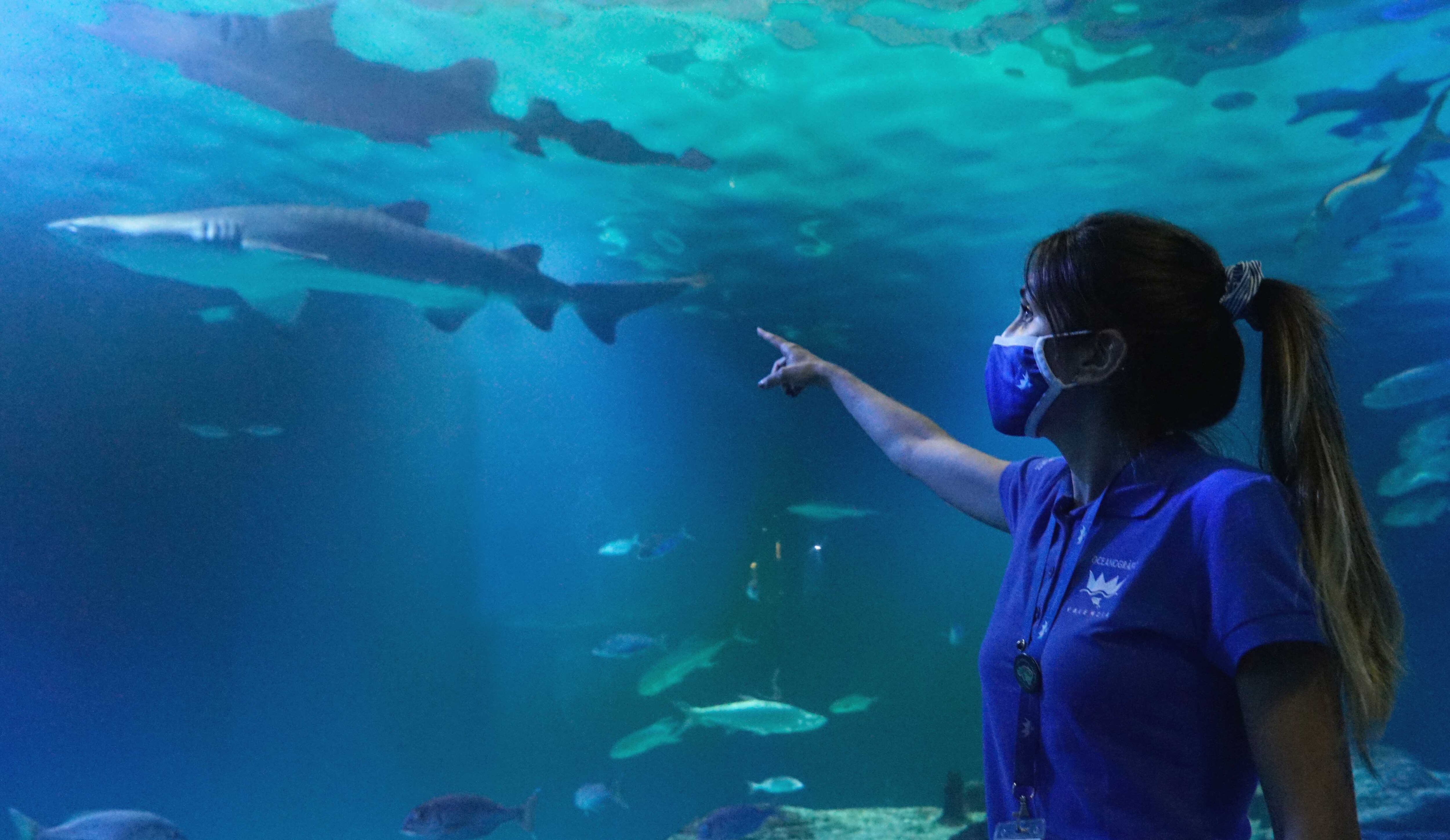 Oceanogràfic, Experiencias nocturnas