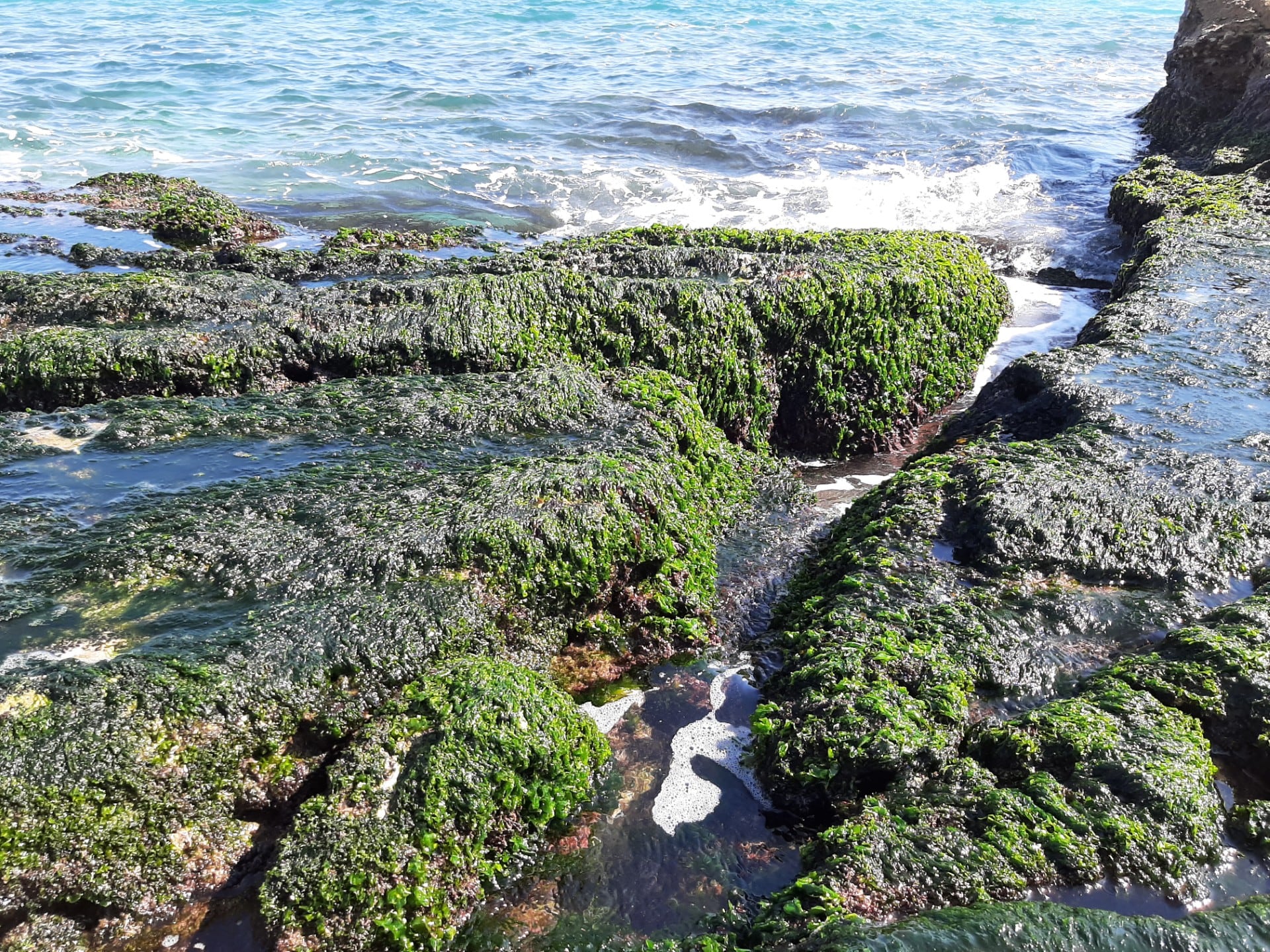 Alga Ulva australis en la zona de Agua Amarga en Alicante