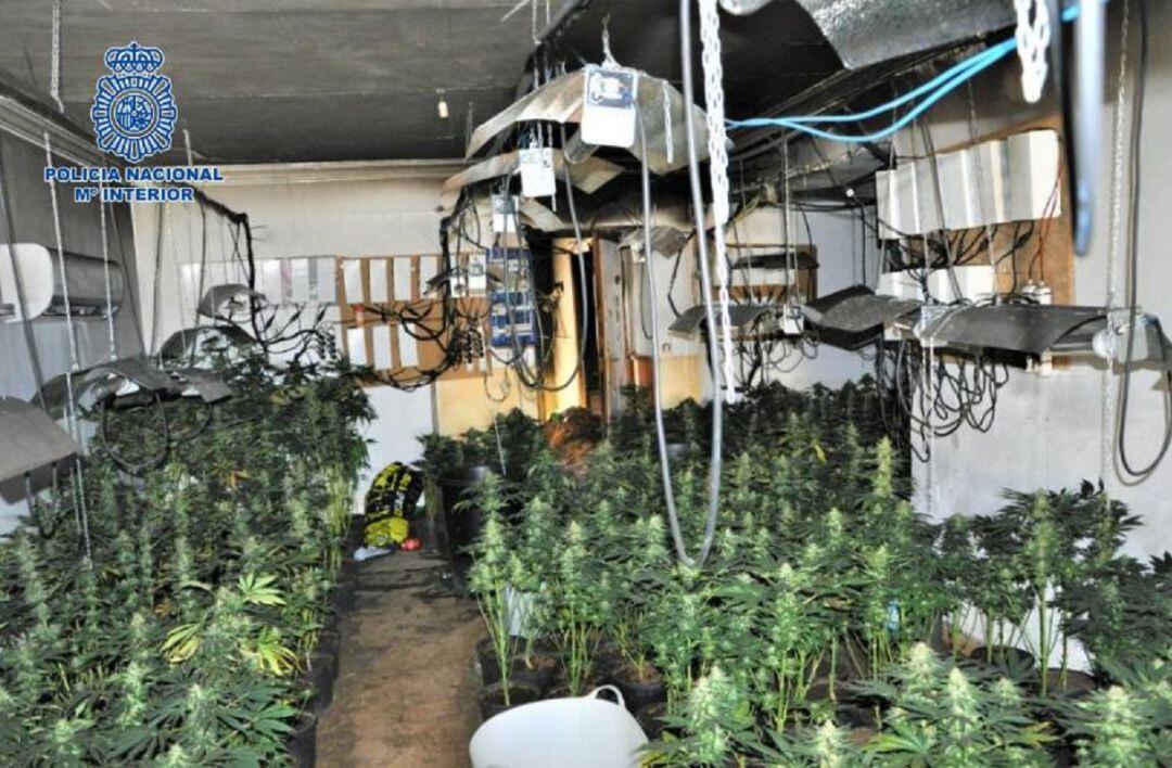 Plantas de marihuana y artilugios para su mantenimiento