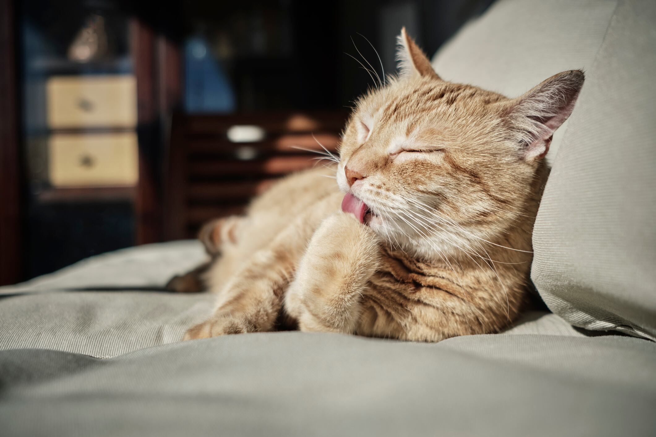 El gato, algo más que un animal de compañía