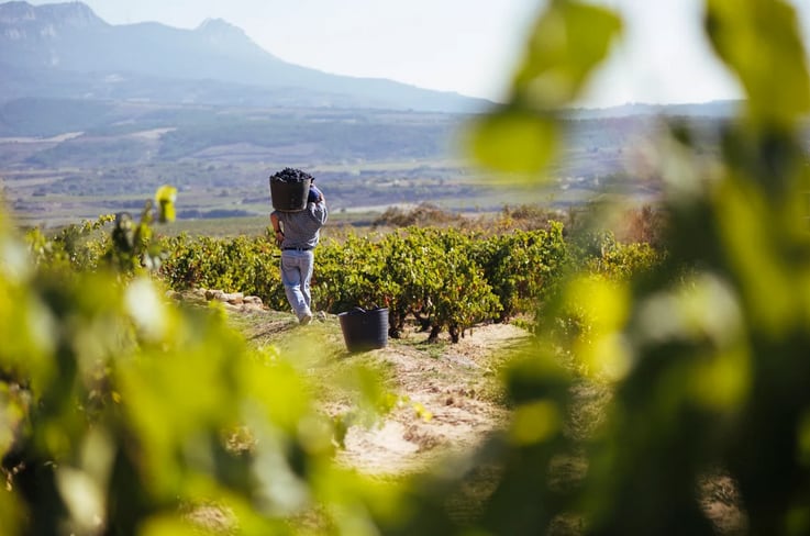 Vendimia en Rioja