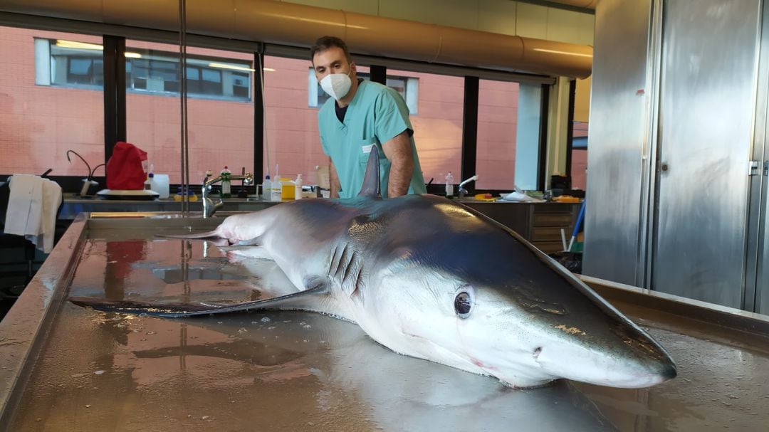 Investigadores de la Politècnica de València trabajan para la conservación de tiburones en peligro de extinción