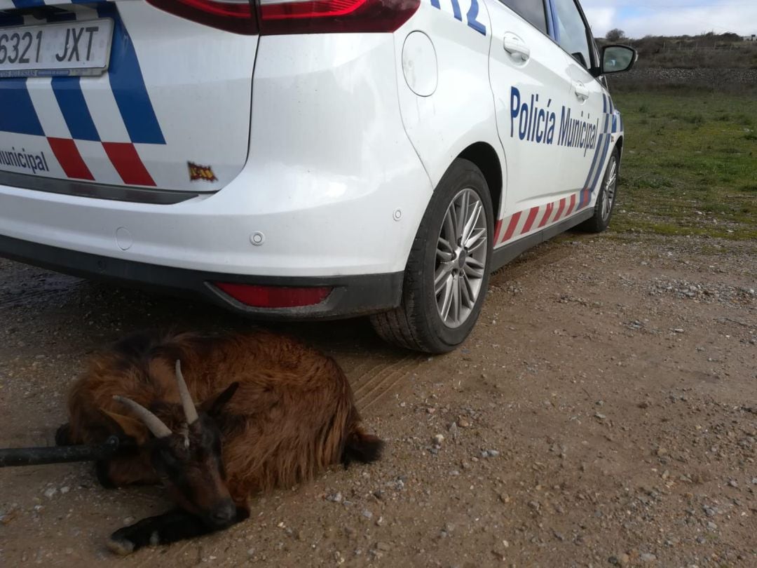 La cabra, junto al coche patrulla