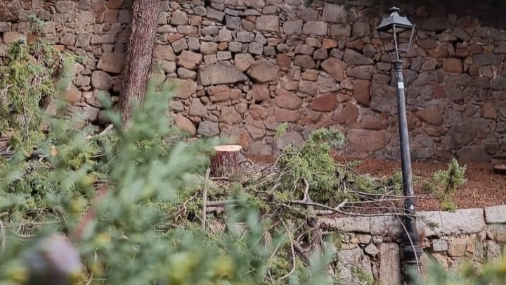 Ciprés talado en el Convento de Gracia