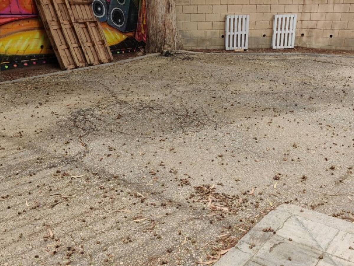 La AMPA del CEIP El Palmeral denuncia la falta de limpieza del centro a tres días del inicio del curso