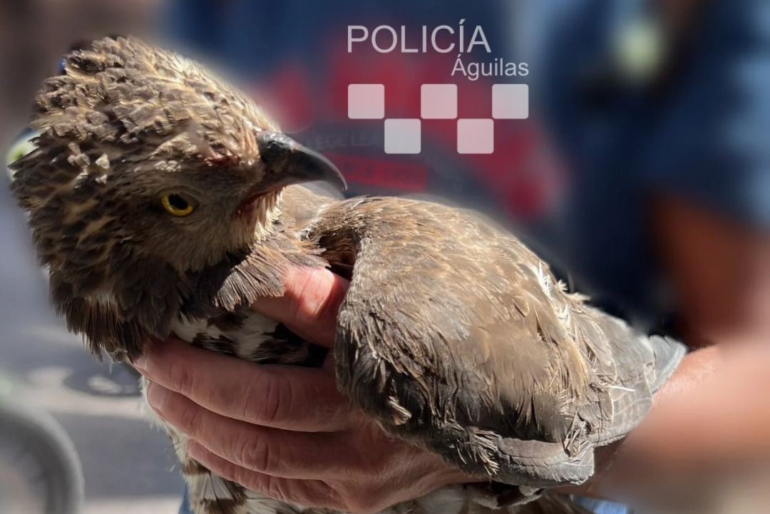 Águila rescatada en la Plaza de España de Águilas