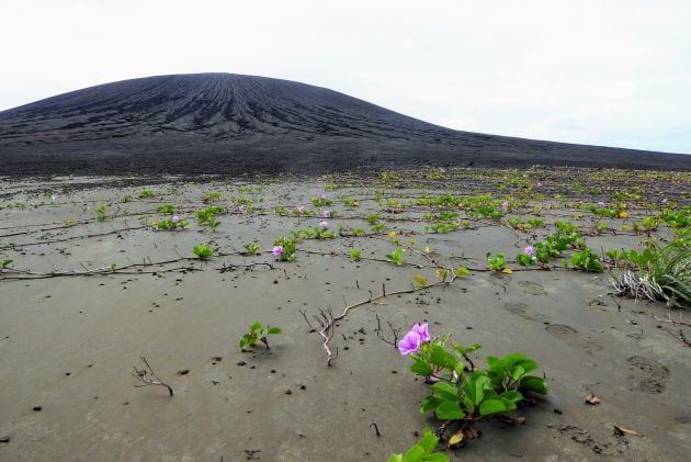 La vegetación ha comenzado a crecer en la isla.