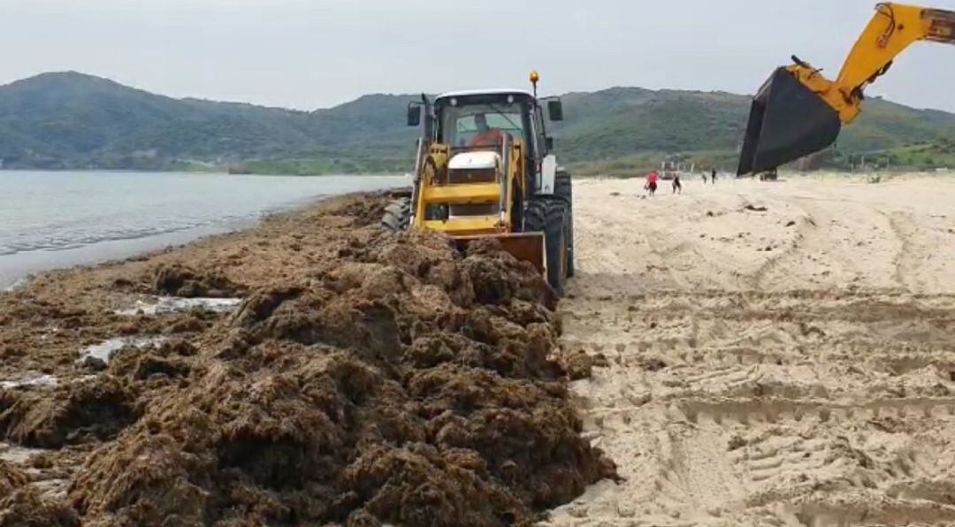 Retirada de algas en Getares.