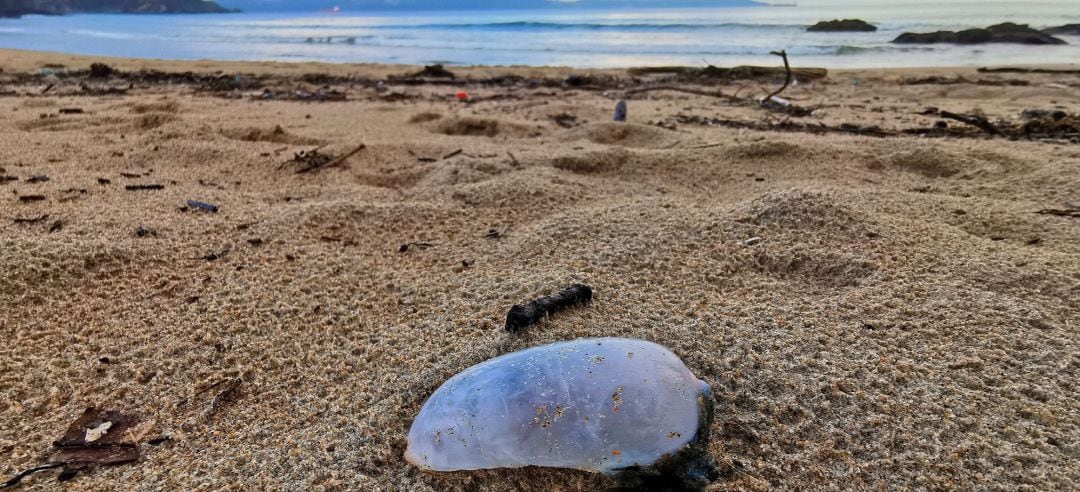 Un ejemplar de carabela, también llamado falsa medusa, en la playa de Ber, del concello coruñés de Pontedeume