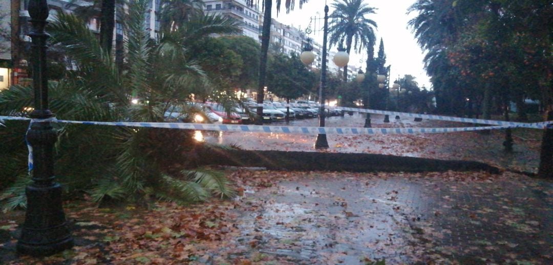 Palmera caída en el Paseo de la Victoria