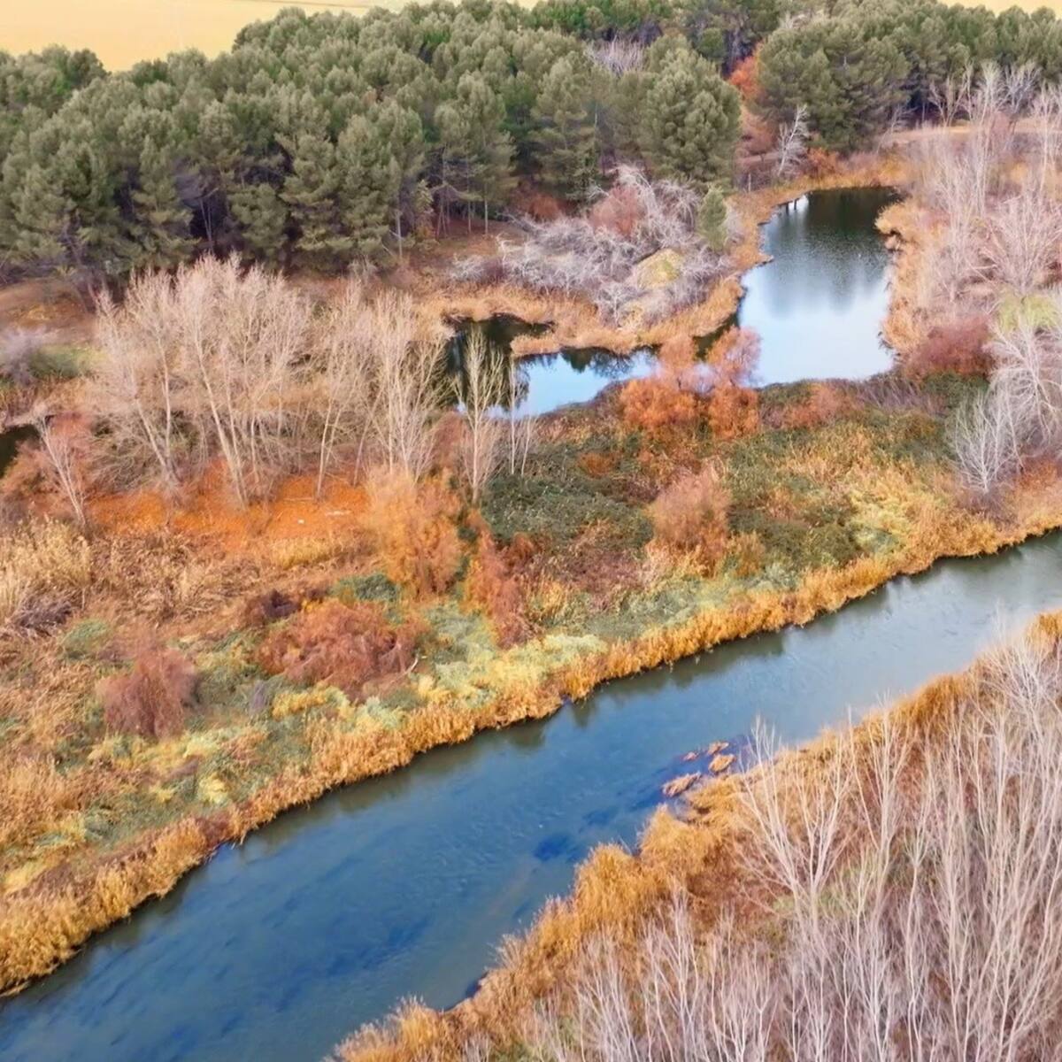 Mejorada del Campo restaura los humedales de Las Islillas Norte