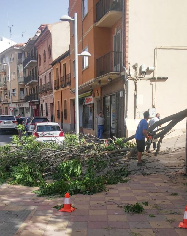 El árbol caído pudo provocar daños graves ya que cayó sobre la acera