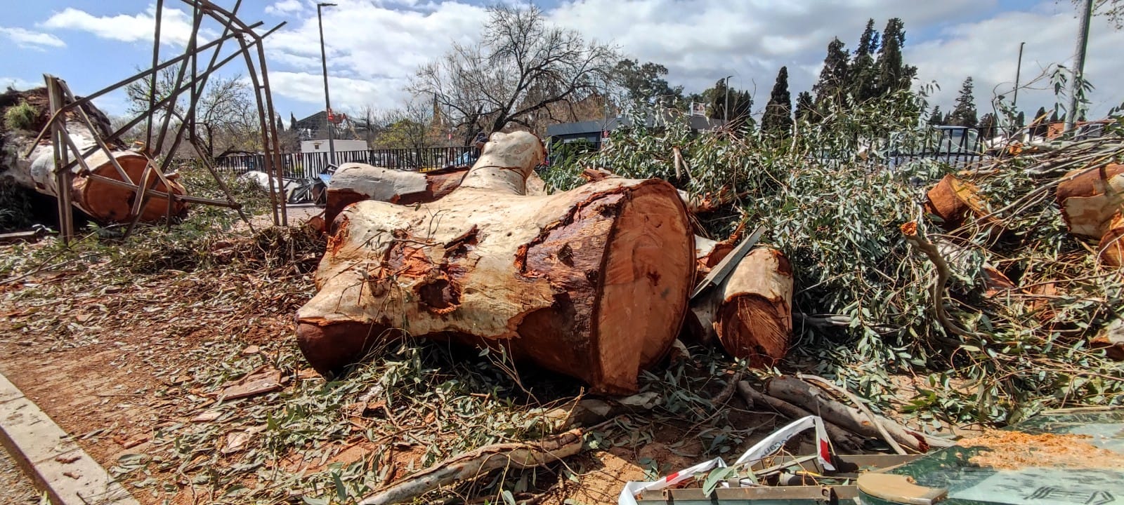 Eucalipto centenario derribado por un tornado en Córdoba