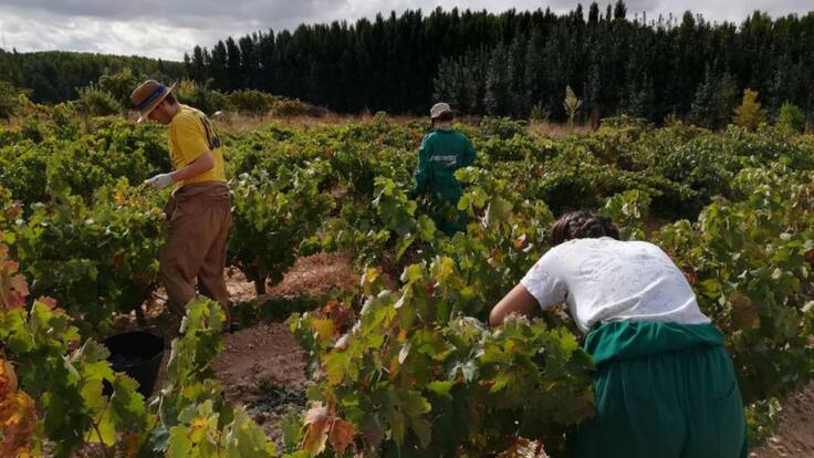 Entrevista a Susana Pardo, coordinadora provincial de la UCCL en Burgos, sobre los preparativos de una vendimia en pandemia
