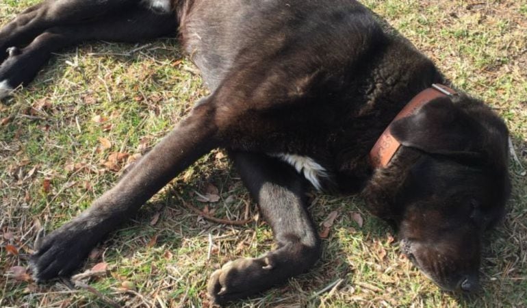 Un perro tumbado sobre la hierba de un parque