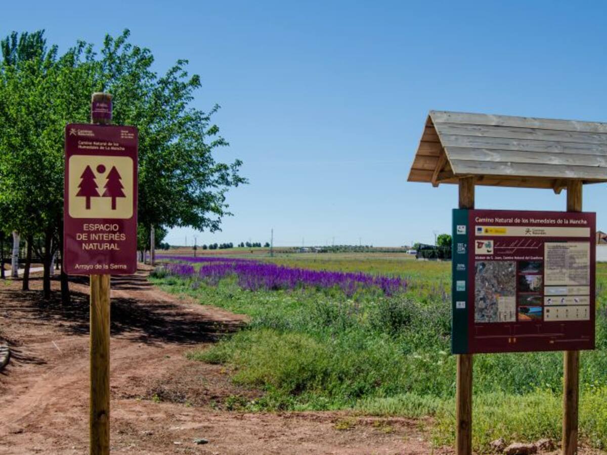 Un paseo botánico por el Arroyo de la Serna de Alcázar de San Juan