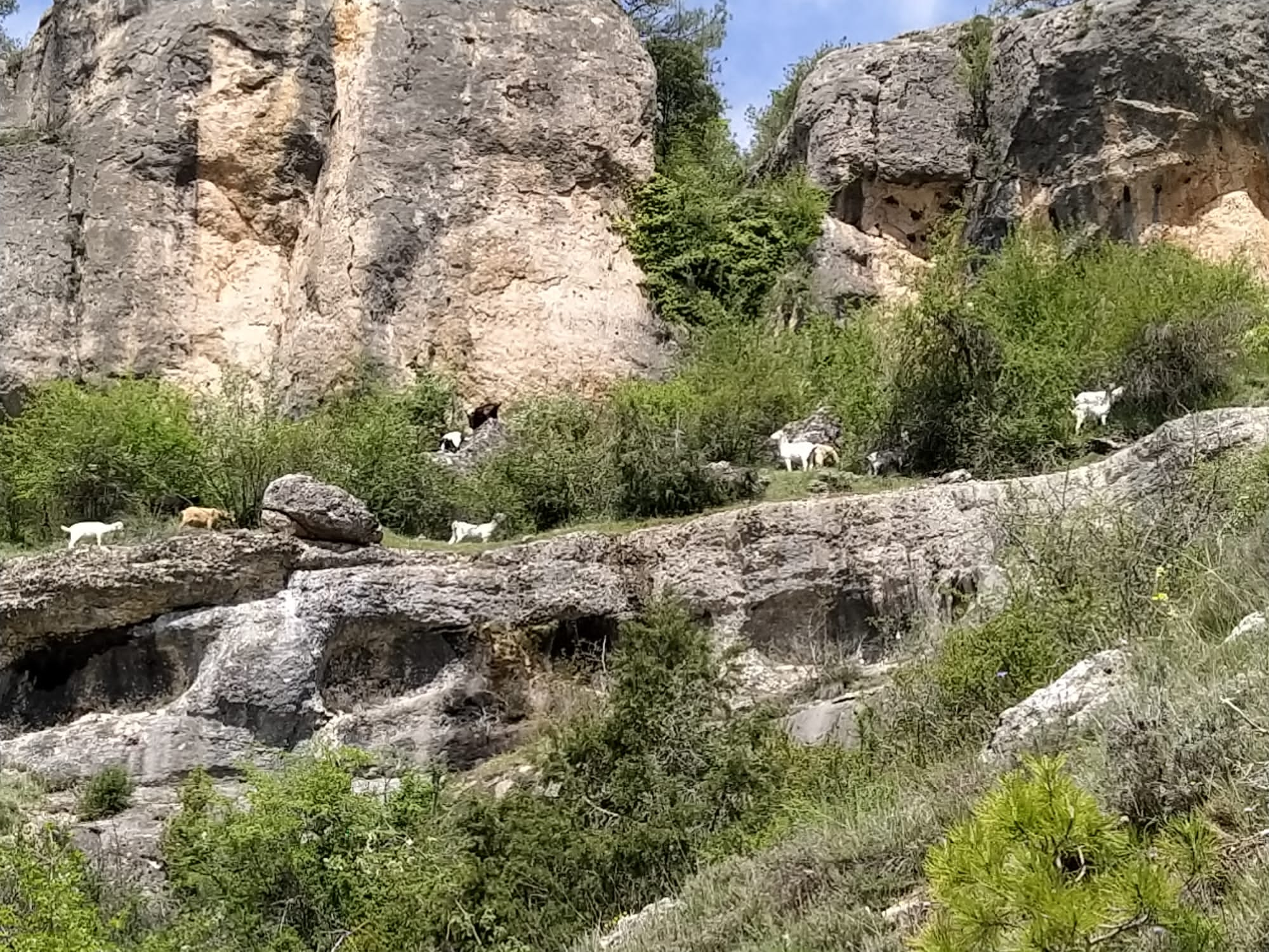 Las cabras de Soledad Magán pastando en la Ciudad Encantada, en la Serranía de Cuenca.