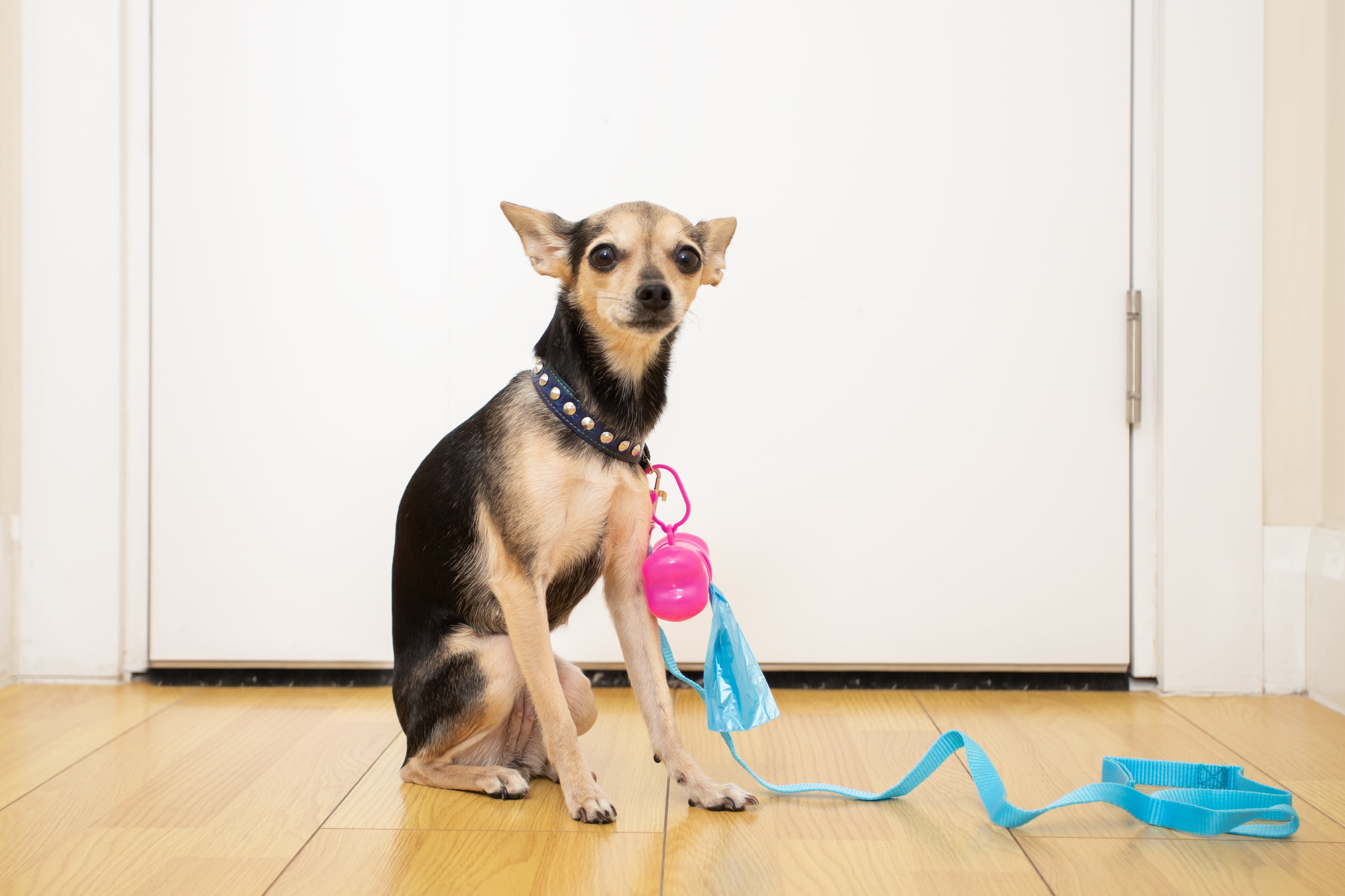 remove dog feces, a dog with bags for excrement and a dog leash sits at home at the door, pet accessories