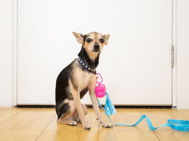 remove dog feces, a dog with bags for excrement and a dog leash sits at home at the door, pet accessories