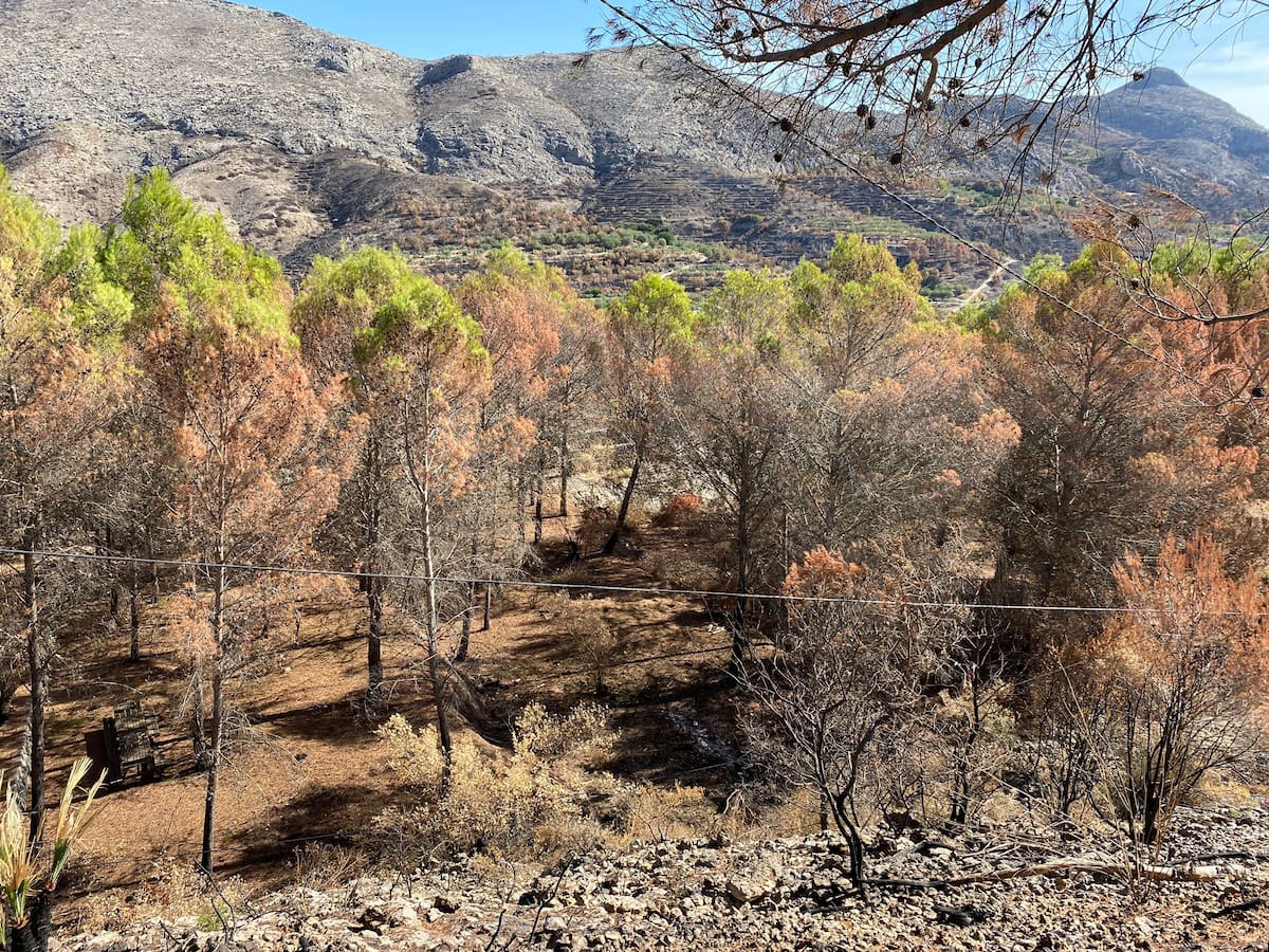 Los montes de Bejís y Vall d'Ebo se recuperan un año después: "Seguimos viéndolo todo negro, pero menos"
