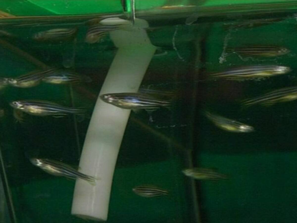 Una investigación viguesa sobre el pez cebra publicada en Nature