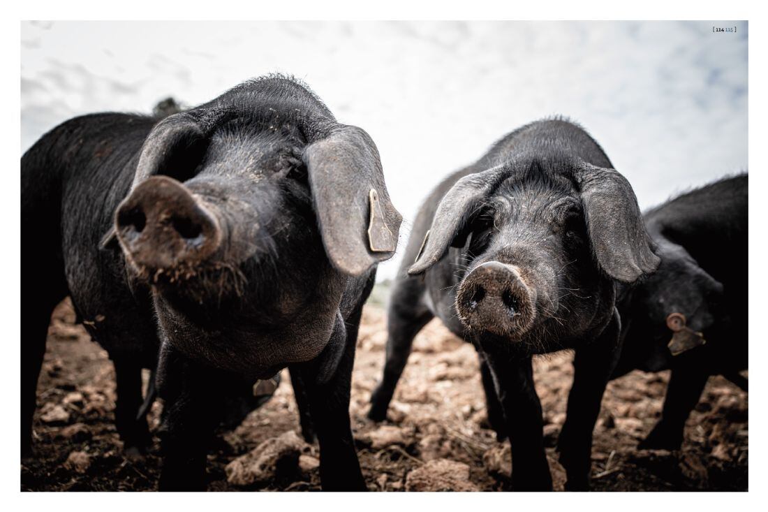 Una de las muchas imágenes de MEDITERRANEAN