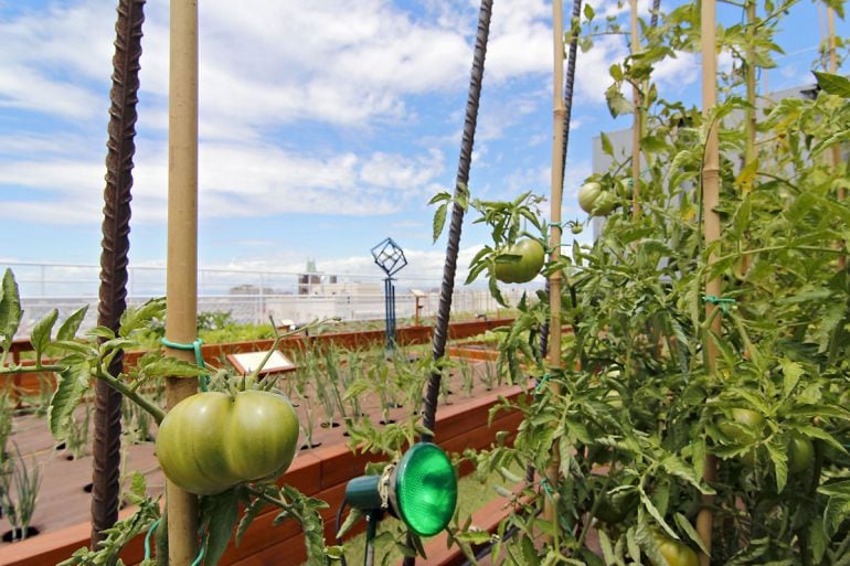 Un huerto con un tomate madurando