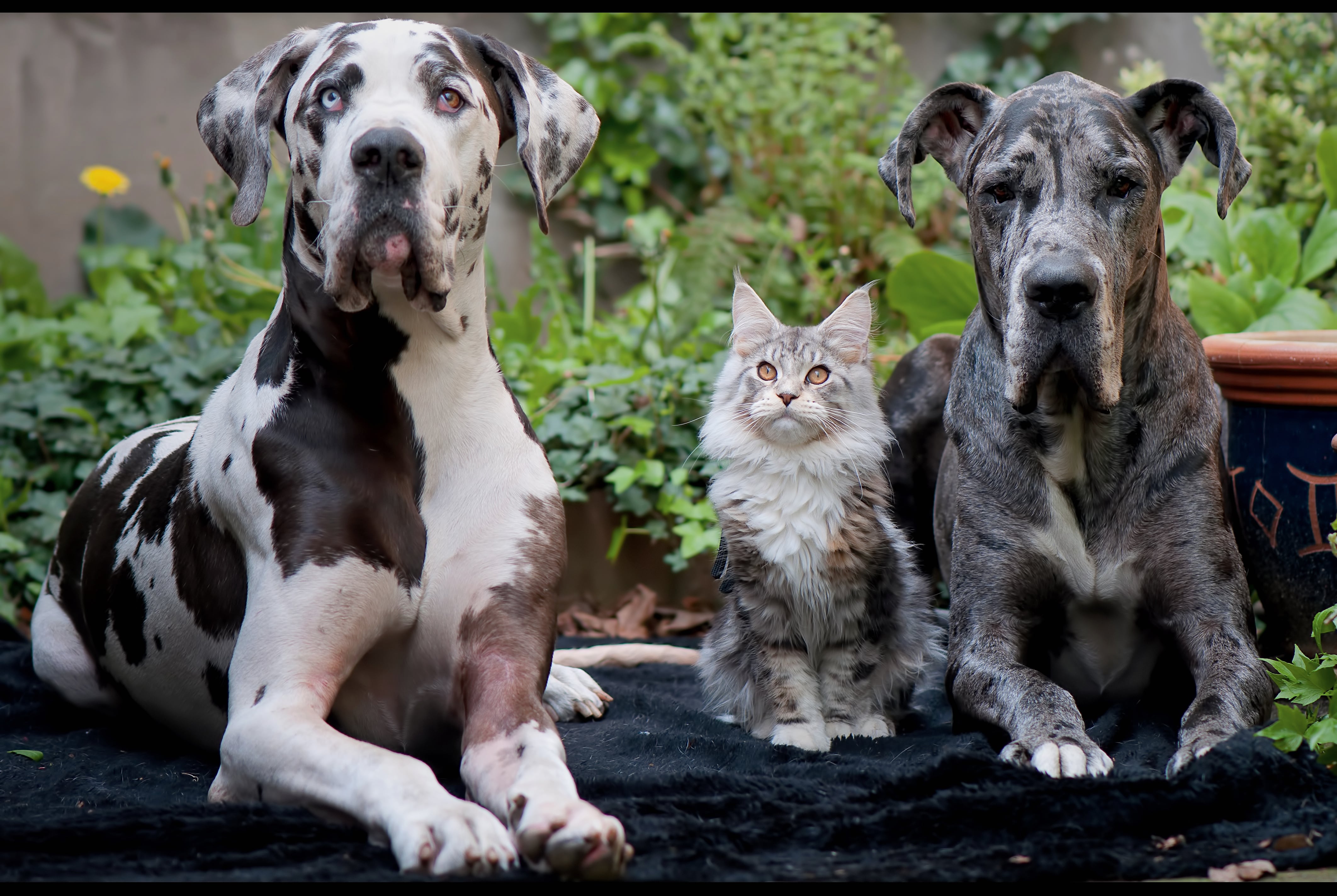 Imagen de archivo de dos perros y un gato