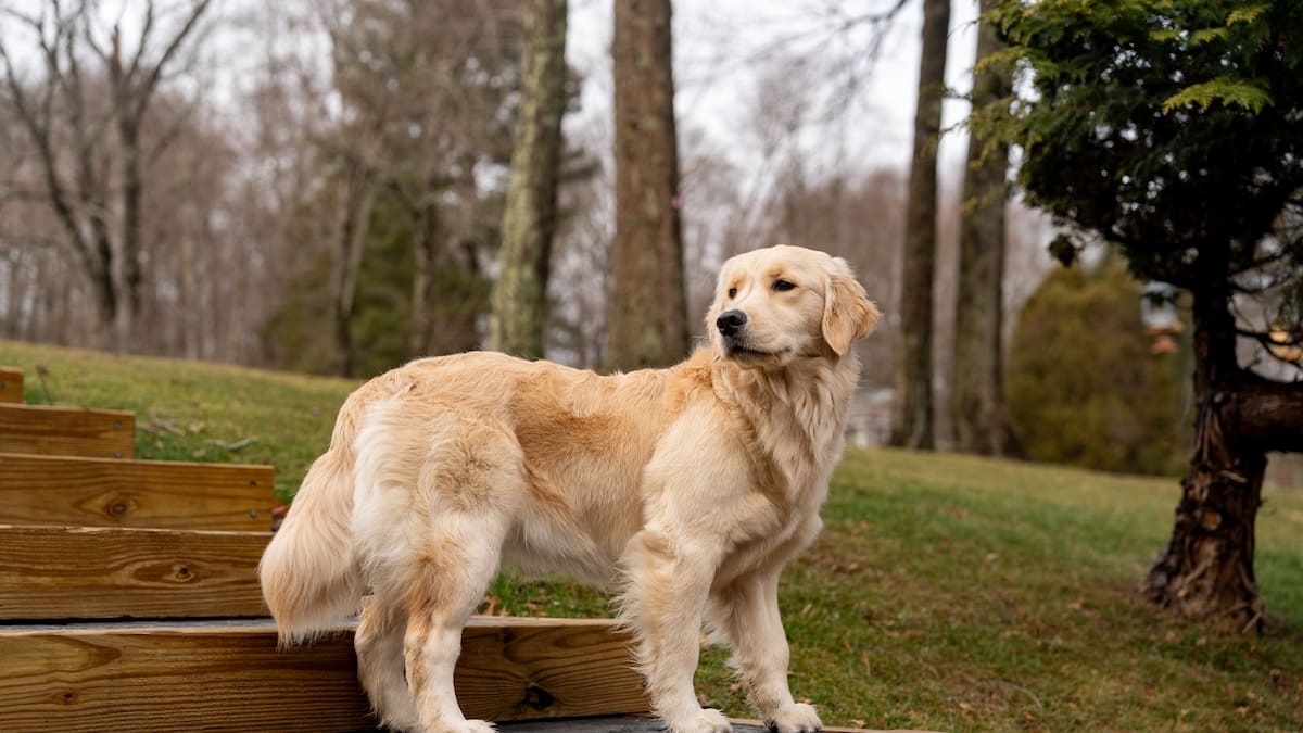 Durante el paseo, el golden retriever se encuentra con una estatua con una pelota y su reacción es adorable